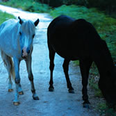 Transfronteriza Gêres - Xurés - Caballos