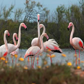 Marismas del Odiel - Flamencos en las marismas